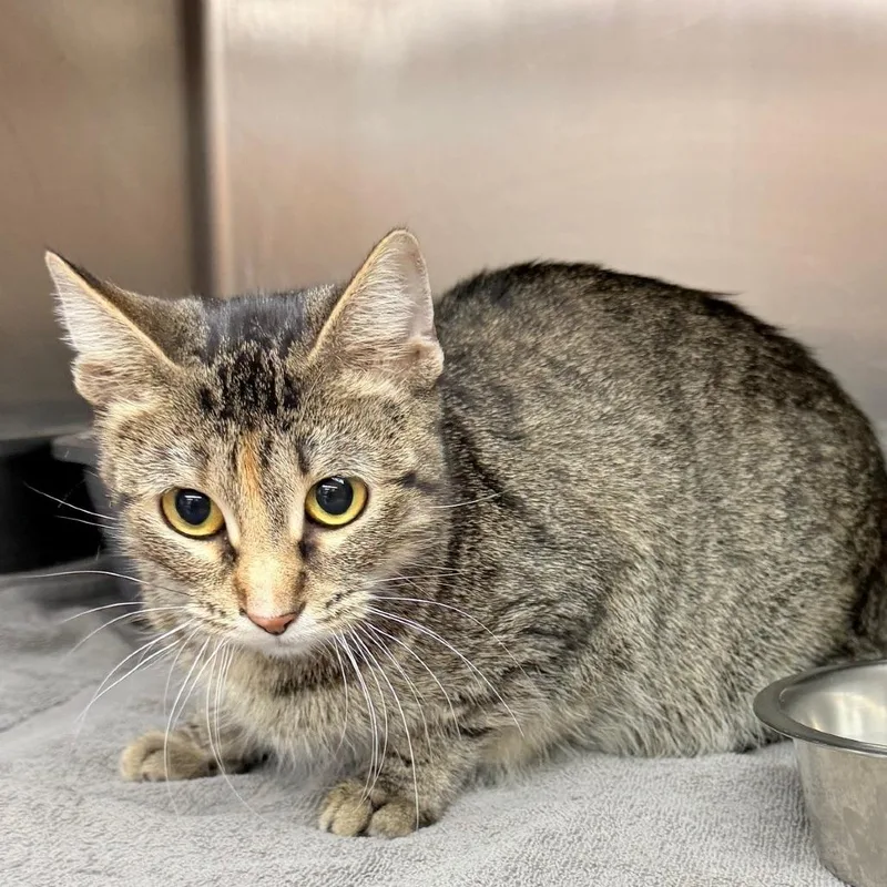 A young small-sized female Brown / Chocolate Domestic Short Hair cat named Miranda for adoption in Monticello, IL