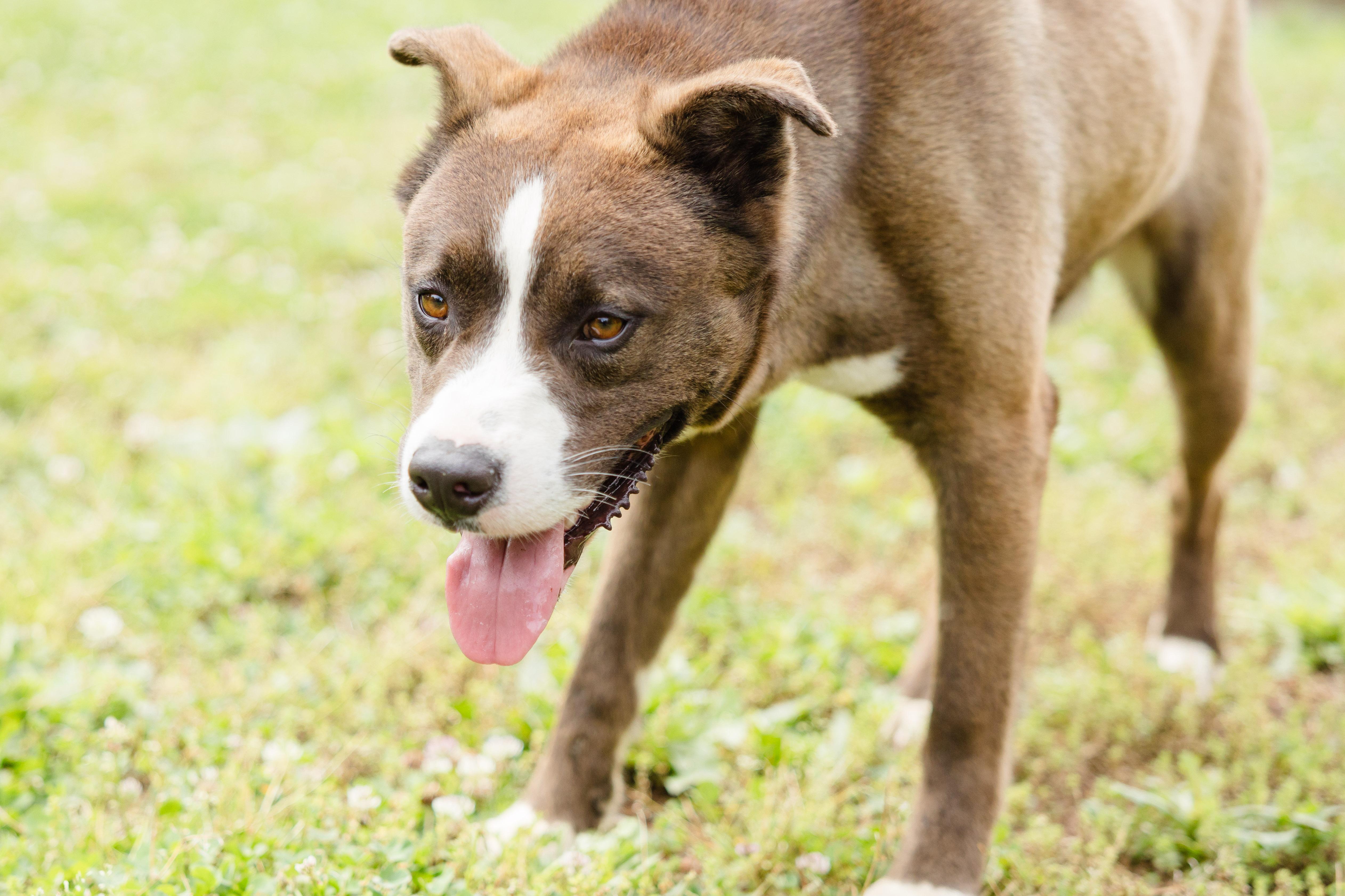 An adult medium-sized male Husky dog named Morton for adoption in Newburgh, IN