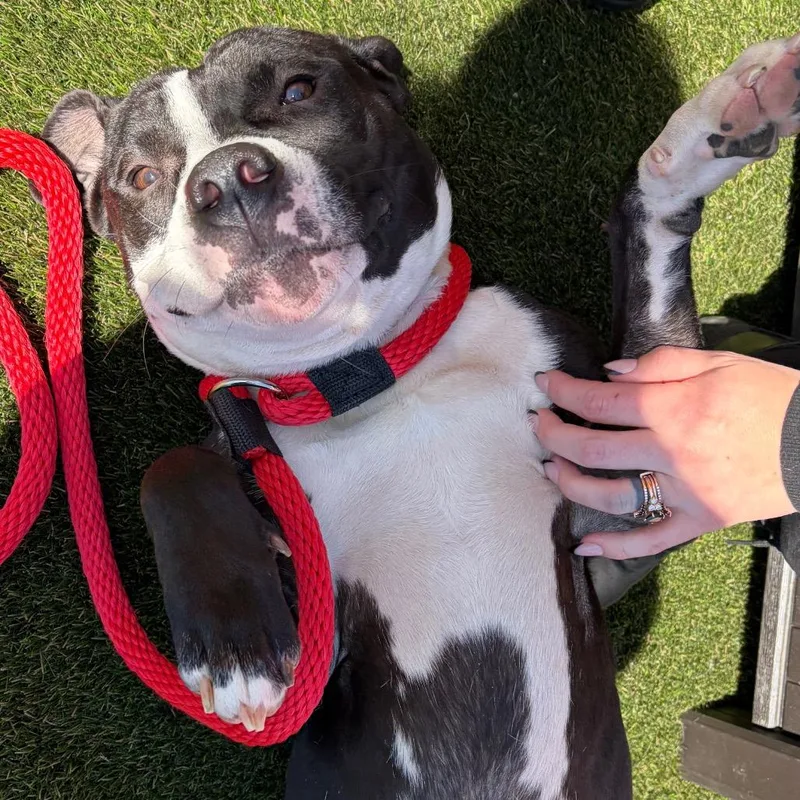 Sasha Polo thumbnail 4