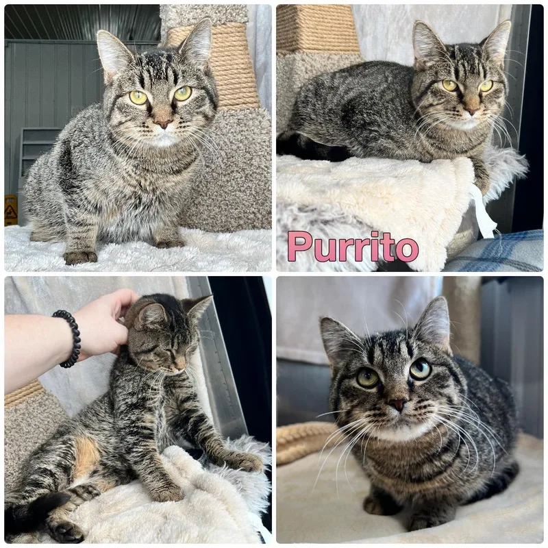 A baby small-sized female Domestic Short Hair cat named Purrito Long Term for adoption in Pierceton, IN