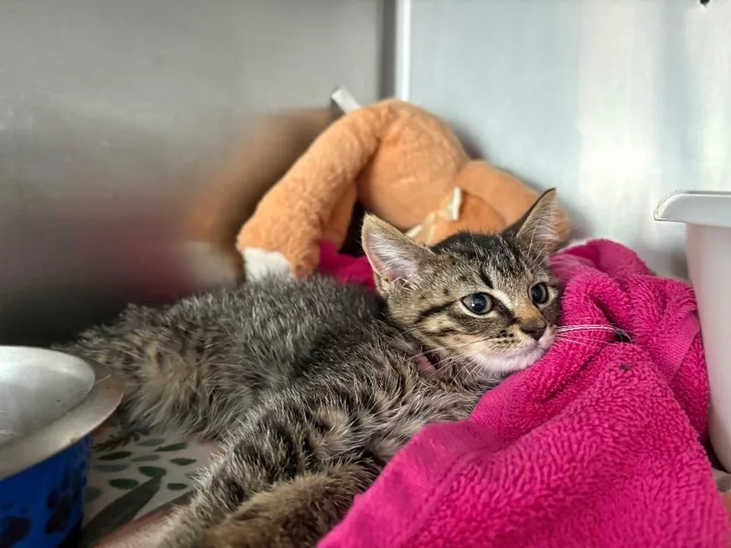 Purrito Long Term thumbnail 2