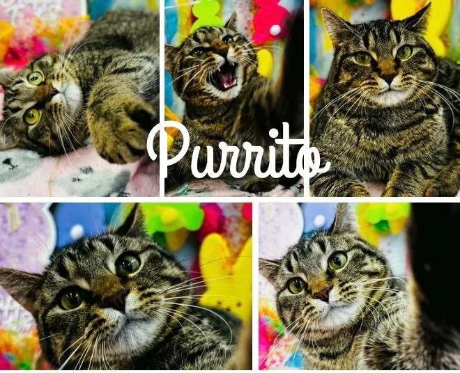 Purrito Long Term thumbnail 3