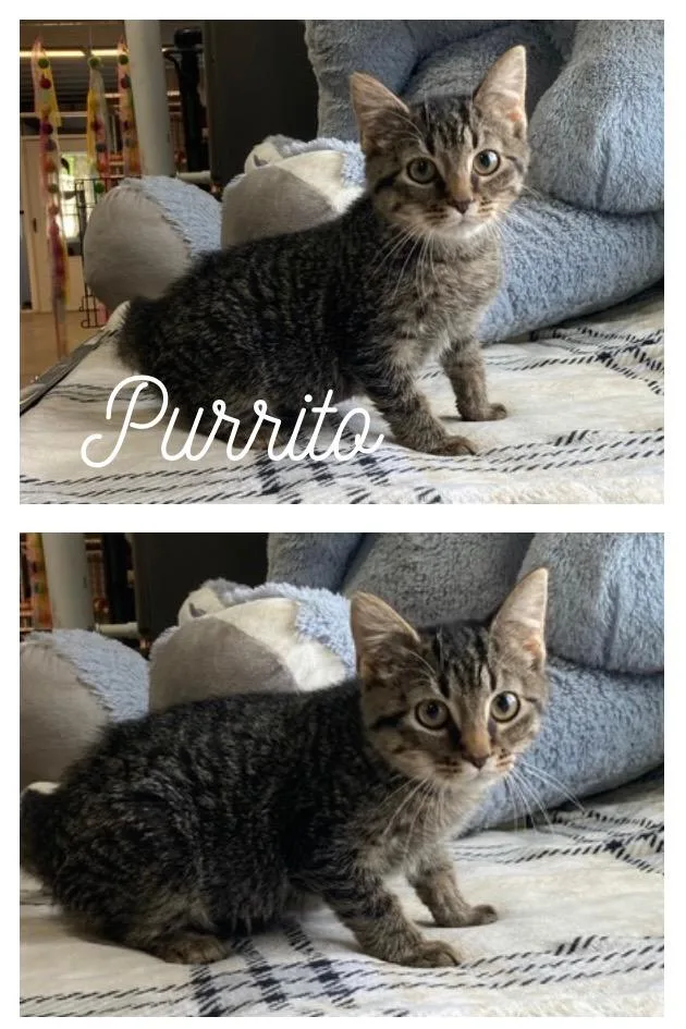 Purrito Long Term thumbnail 4