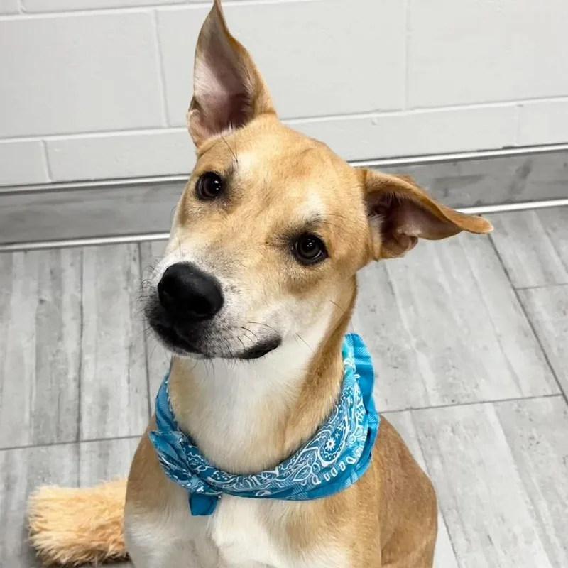 A young medium-sized male Mixed Breed dog named Goyahkla for adoption in Lufkin, TX