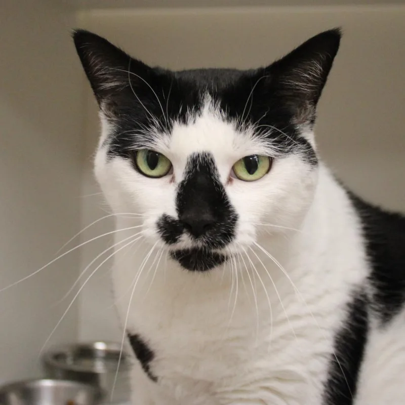 A senior extra large-sized female Black Domestic Short Hair cat named Macy for adoption in Champaign, IL