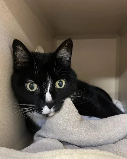 An adult medium-sized male Domestic Short Hair cat named Cali for adoption in New Hope, PA