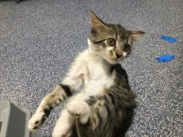 A baby small-sized male Domestic Long Hair cat named Apollo for adoption in Thousand Palms, CA