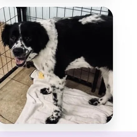 Odie thumbnail 2