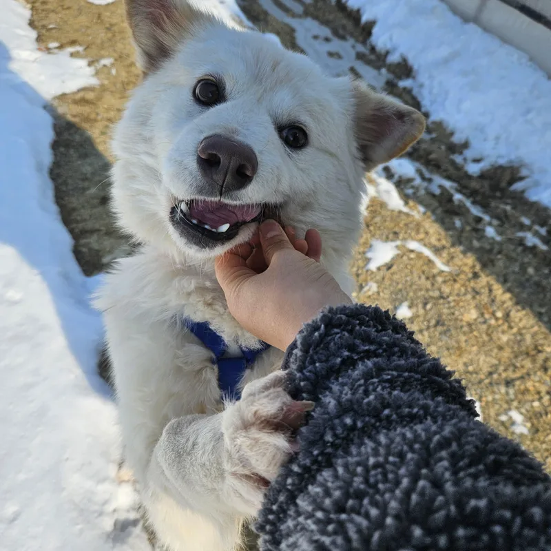 Dongdong thumbnail 4