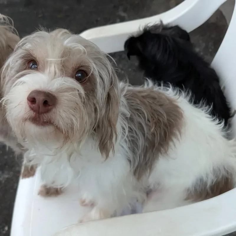 An adult small-sized female Brown / Chocolate Havanese dog named Rosie for adoption in Quakertown, PA
