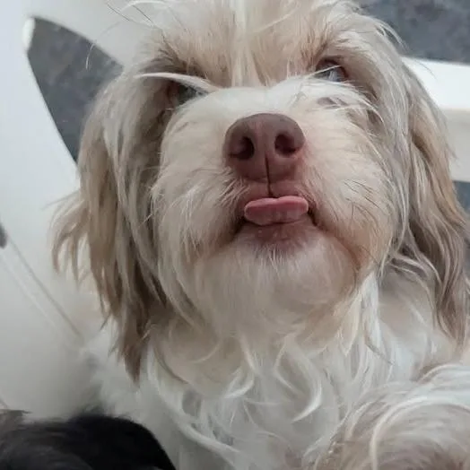 Rosie thumbnail 2