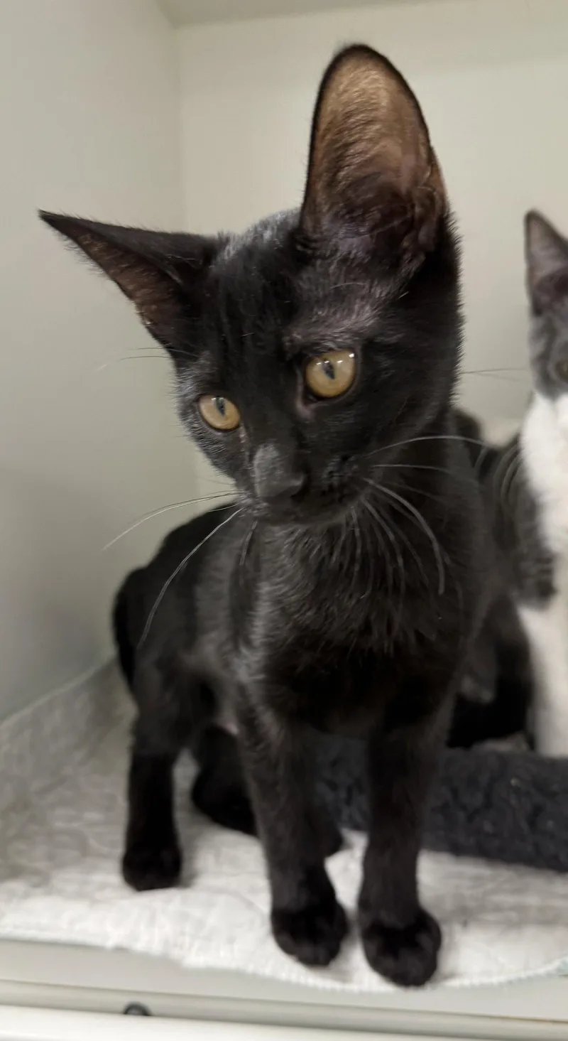 A young medium-sized female Black Domestic Short Hair cat named Liverpool for adoption in Satellite Beach, FL