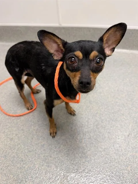 An adult small-sized female Chihuahua dog named Yara for adoption in Ontario, CA