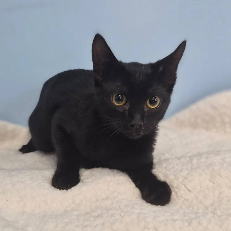 A baby small-sized female Black Domestic Short Hair cat named Cinder for adoption in Wahiawa, HI