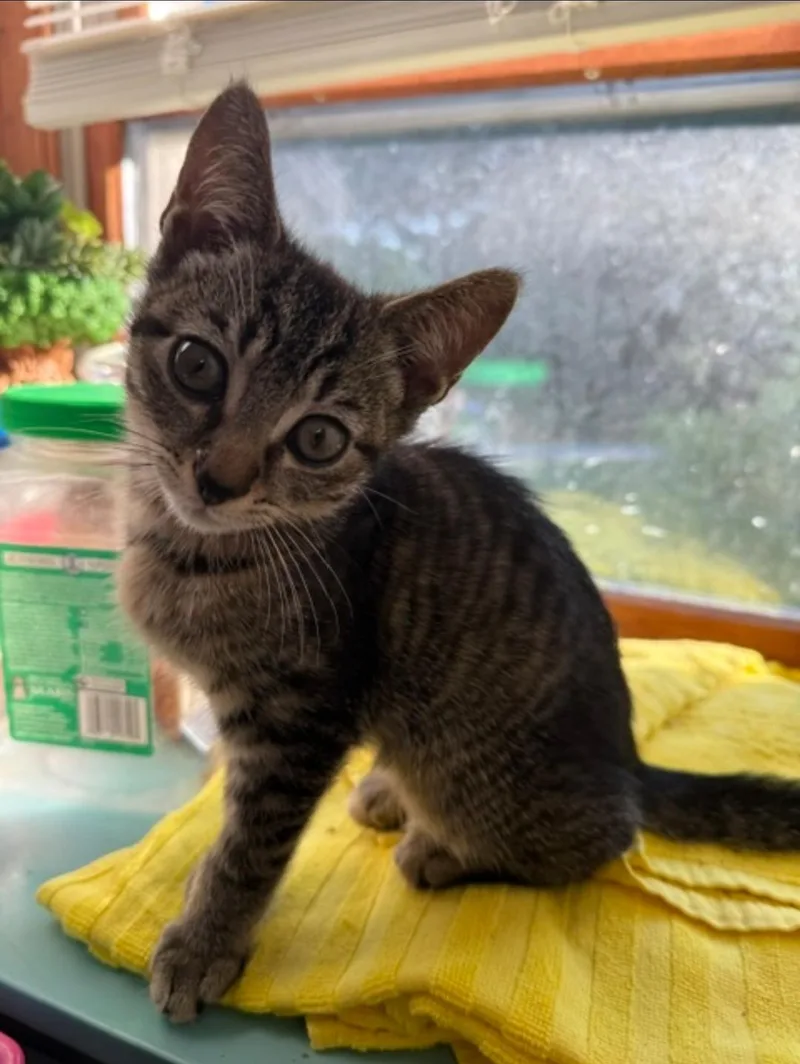 A baby medium-sized male Tabby (Brown / Chocolate) Domestic Short Hair cat named Sprout for adoption in Manchester, MD