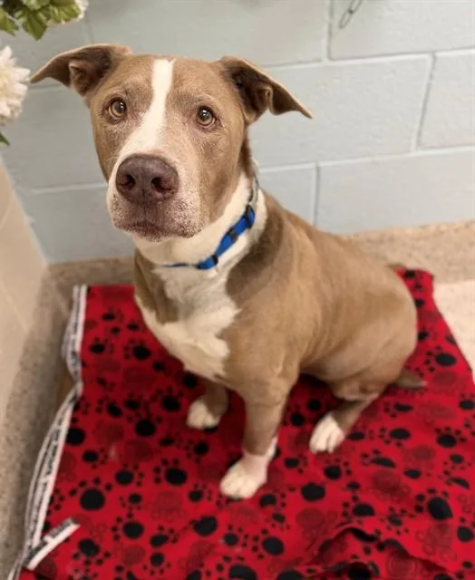 A senior medium-sized male American Staffordshire Terrier dog named Raiden for adoption in Brighton, CO