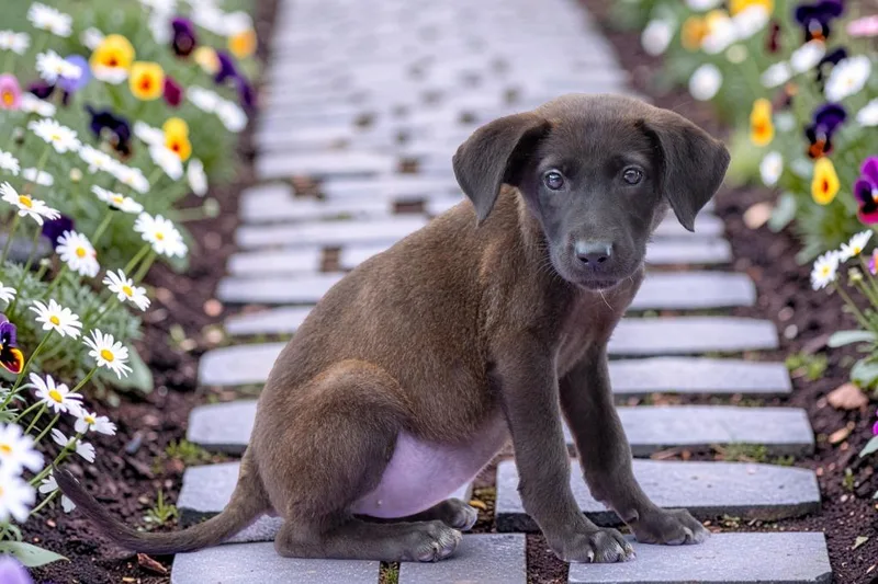 A baby medium-sized female Labrador Retriever dog named Pumpernickel for adoption in Sebastian, FL