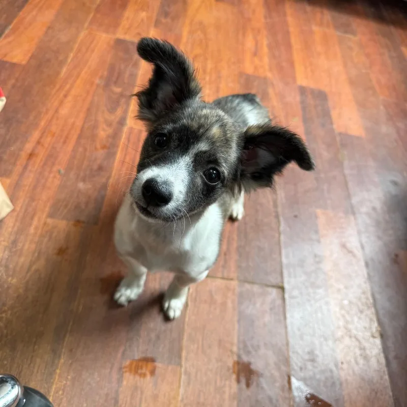 A baby small-sized male White / Cream Chihuahua dog named Cub for adoption in Wahiawa, HI