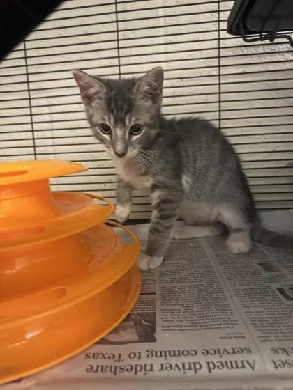 A baby small-sized male Domestic Short Hair cat named Bowie for adoption in Vero Beach, FL