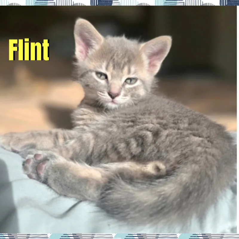 A baby medium-sized male Tabby (Gray / Blue / Silver) Domestic Short Hair cat named Flint for adoption in Red Lodge, MT