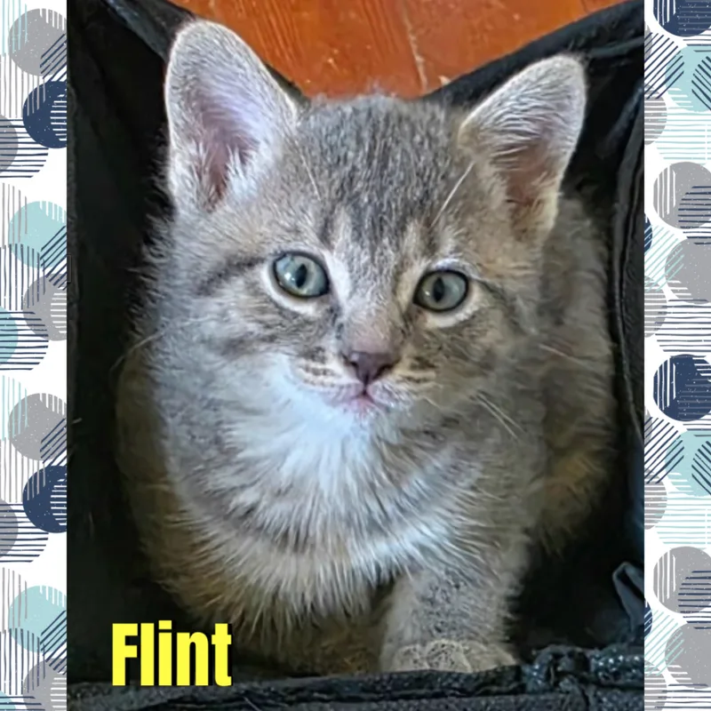 Flint thumbnail 2