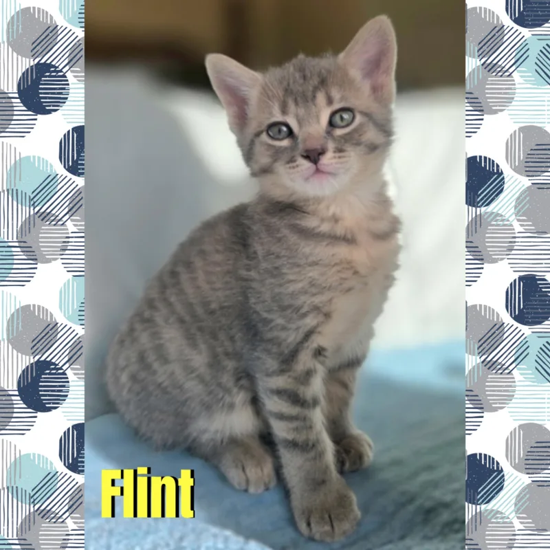 Flint thumbnail 3