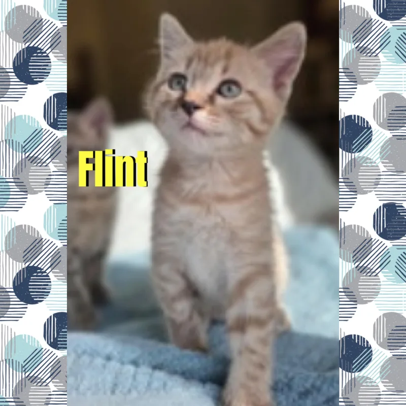 Flint thumbnail 4