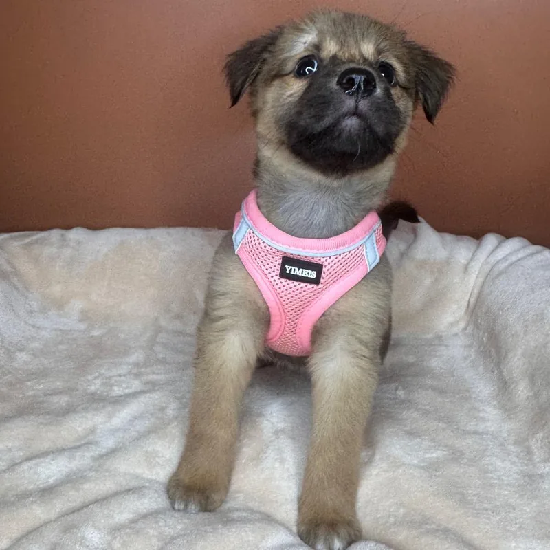 A baby medium-sized female Yellow / Tan / Blond / Fawn Shepherd dog named Nomi for adoption in San Antonio, TX