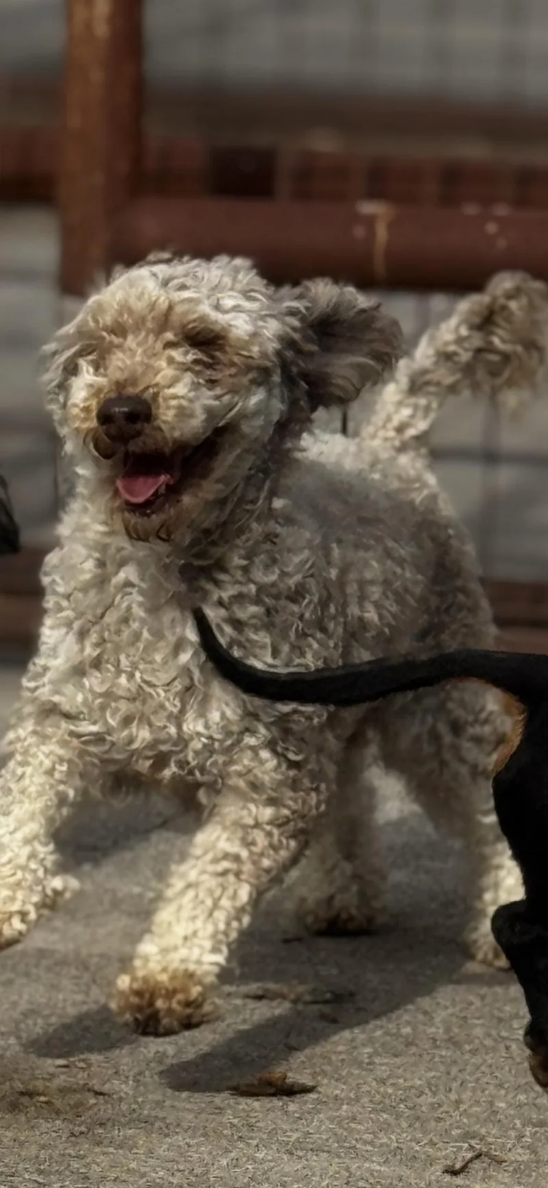 Bonnie
