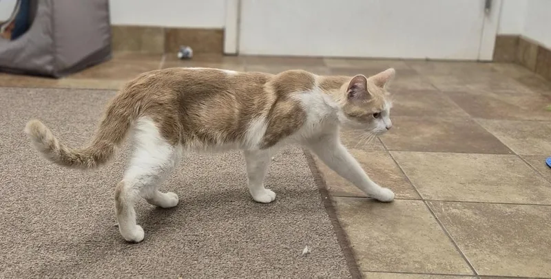 An adult large-sized male Domestic Short Hair cat named Compton for adoption in South Bend, IN