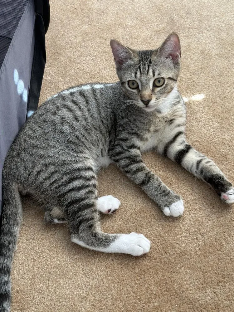 A baby small-sized male Black & White / Tuxedo Domestic Short Hair cat named Finn for adoption in Hudson, NH