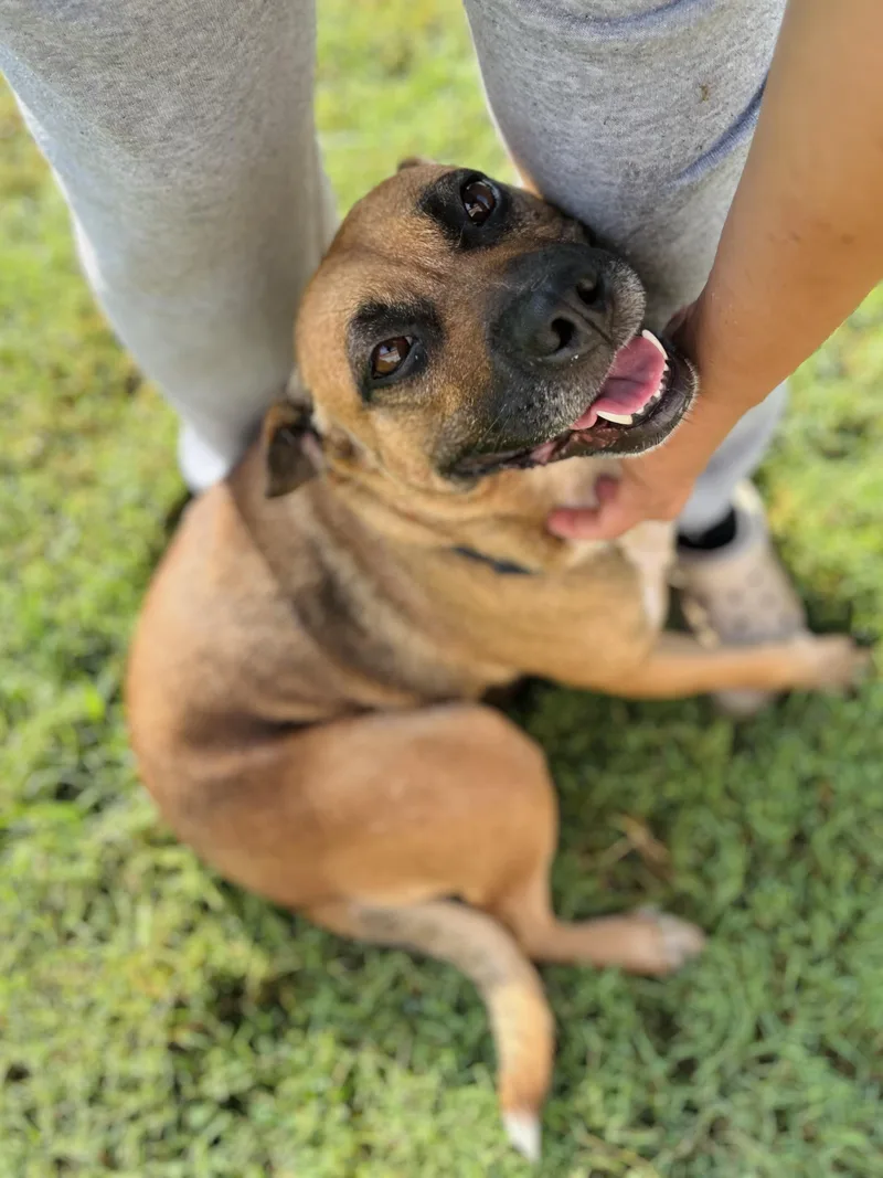 An adult medium-sized female Pit Bull Terrier dog named Eve for adoption in Martinsville, VA