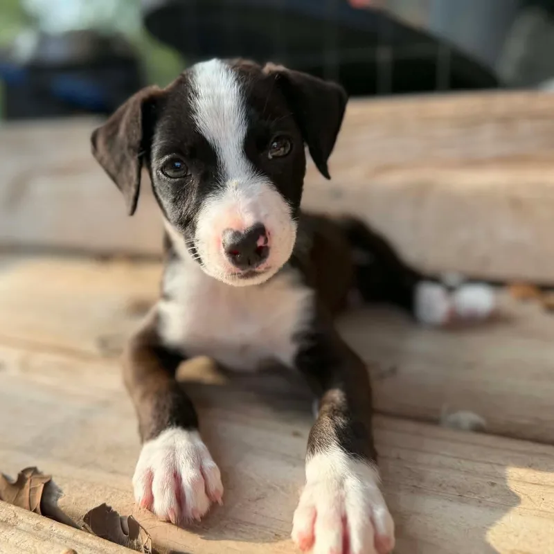 A baby medium-sized male American Staffordshire Terrier dog named Joseph for adoption in Caldwell, TX