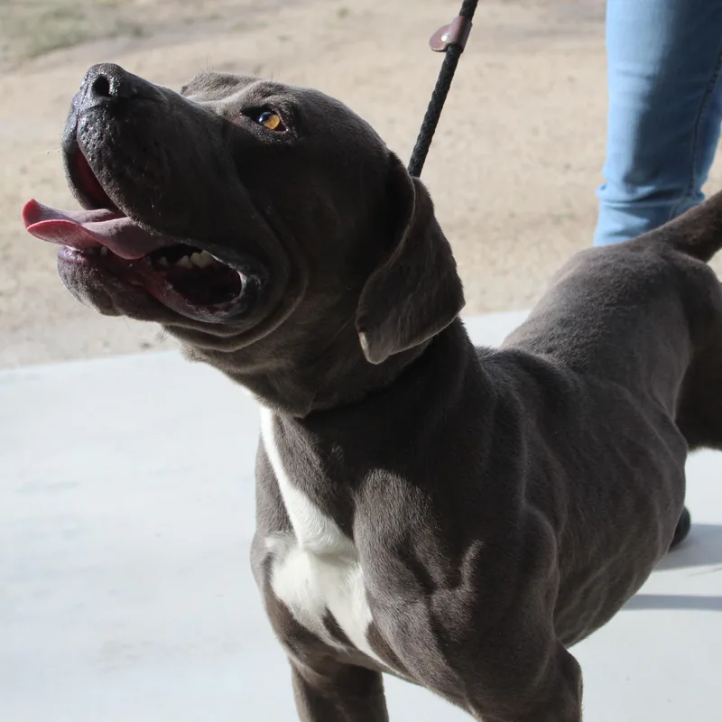 An adult large-sized male Gray / Blue / Silver Pit Bull Terrier dog named Modok for adoption in Yucca Valley, CA