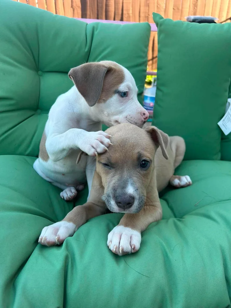 A baby medium-sized male Apricot / Beige Pit Bull Terrier dog named Frank and Joe for adoption in Buffalo, NY