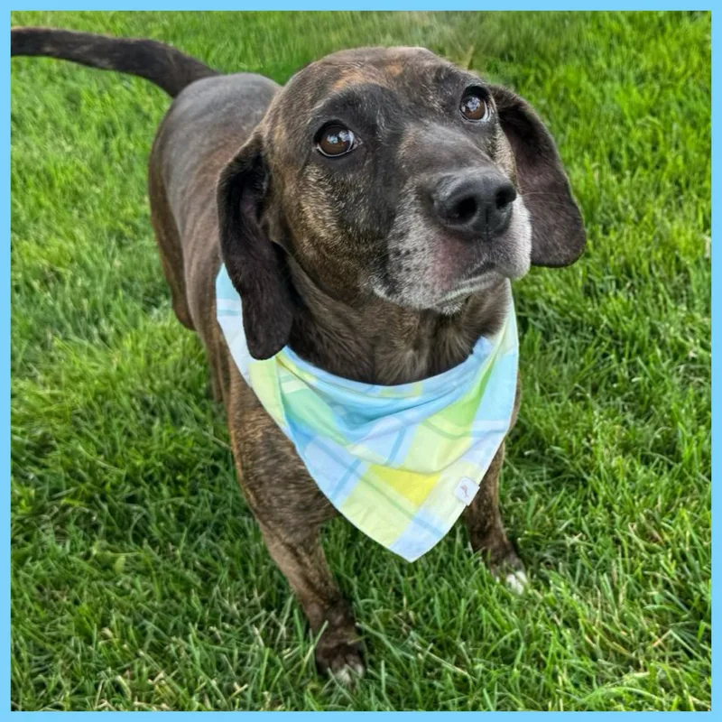 An adult medium-sized male Hound dog named Barkley for adoption in Mokena, IL