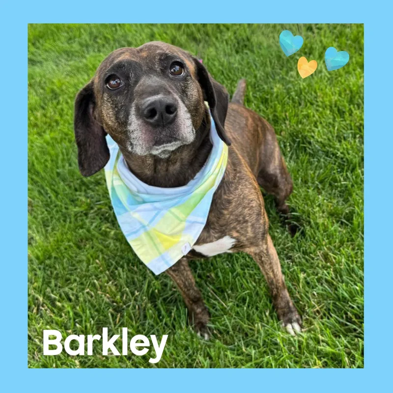 Barkley thumbnail 2