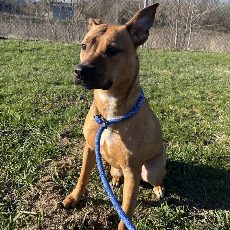 A young medium-sized female Brown / Chocolate Pit Bull Terrier dog named Daphne for adoption in Bristol, IN