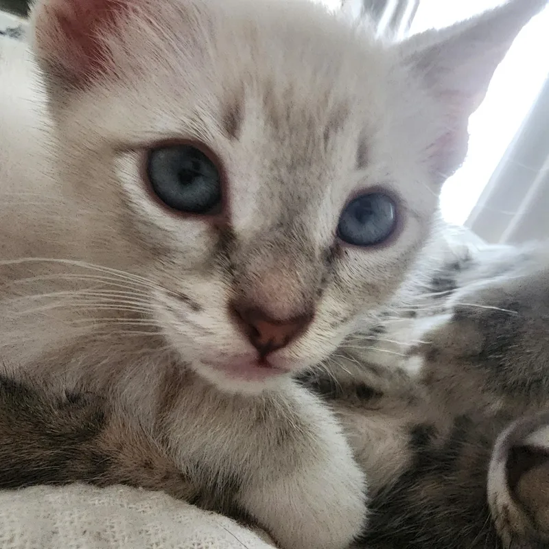 A baby small-sized male Cream Point American Shorthair cat named Leo for adoption in Houston, TX