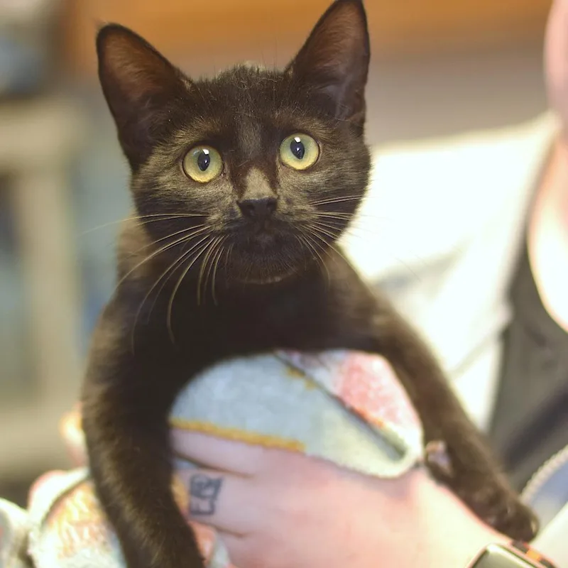 A baby small-sized female Black Domestic Short Hair cat named Lorraine for adoption in Belleville, IL