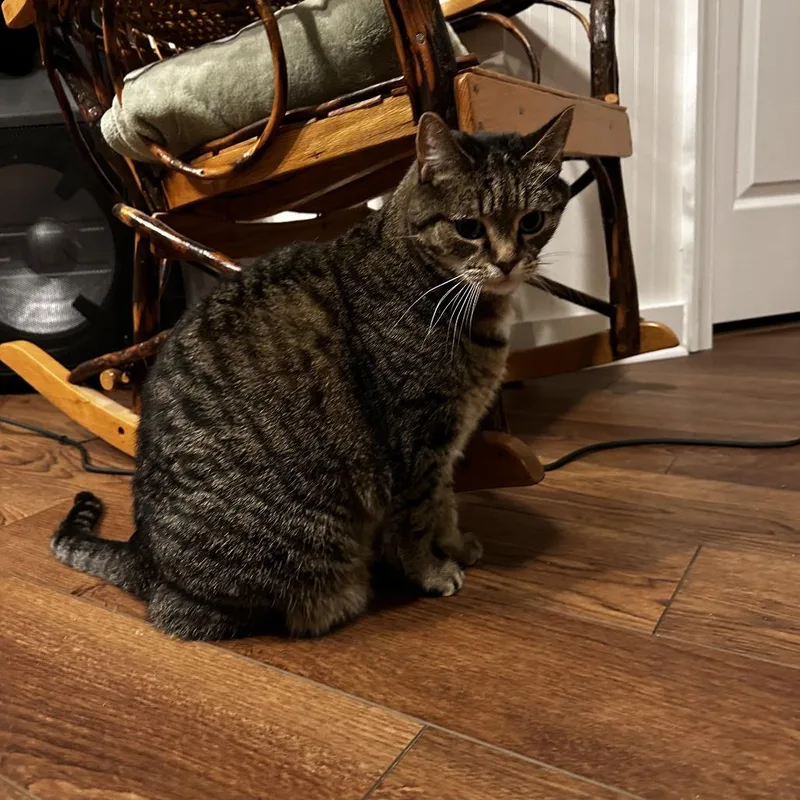 A senior small-sized female Domestic Short Hair cat named Lucy for adoption in Roanoke, VA