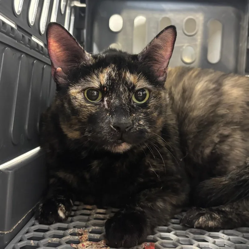 An adult large-sized female Domestic Short Hair cat named Soot Soot for adoption in Tampa, FL