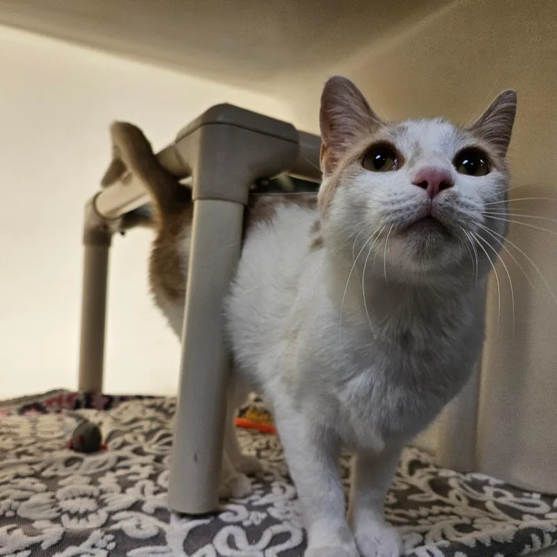 A young medium-sized female Buff / Tan / Fawn Domestic Short Hair cat named Lucy for adoption in Harrisonburg, VA