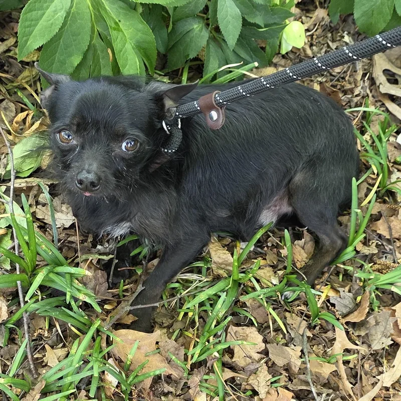 An adult small-sized male Black Chihuahua dog named Lewis for adoption in Greensboro, NC