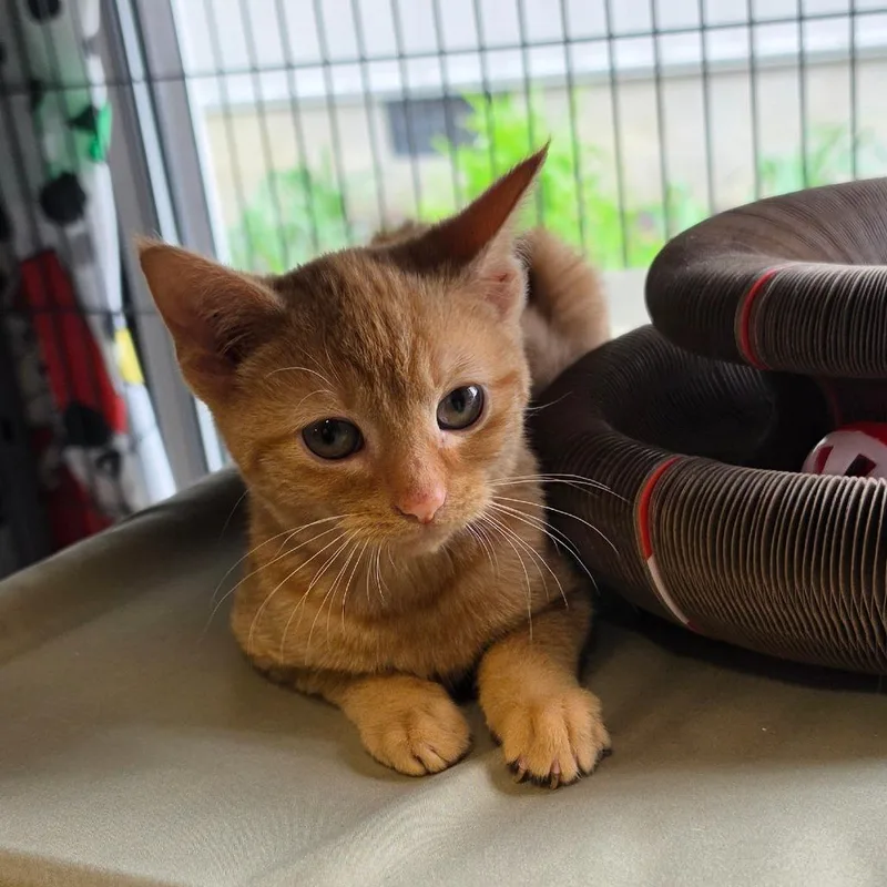 A baby small-sized female Orange / Red Domestic Short Hair cat named Bindi for adoption in Muncie, IN
