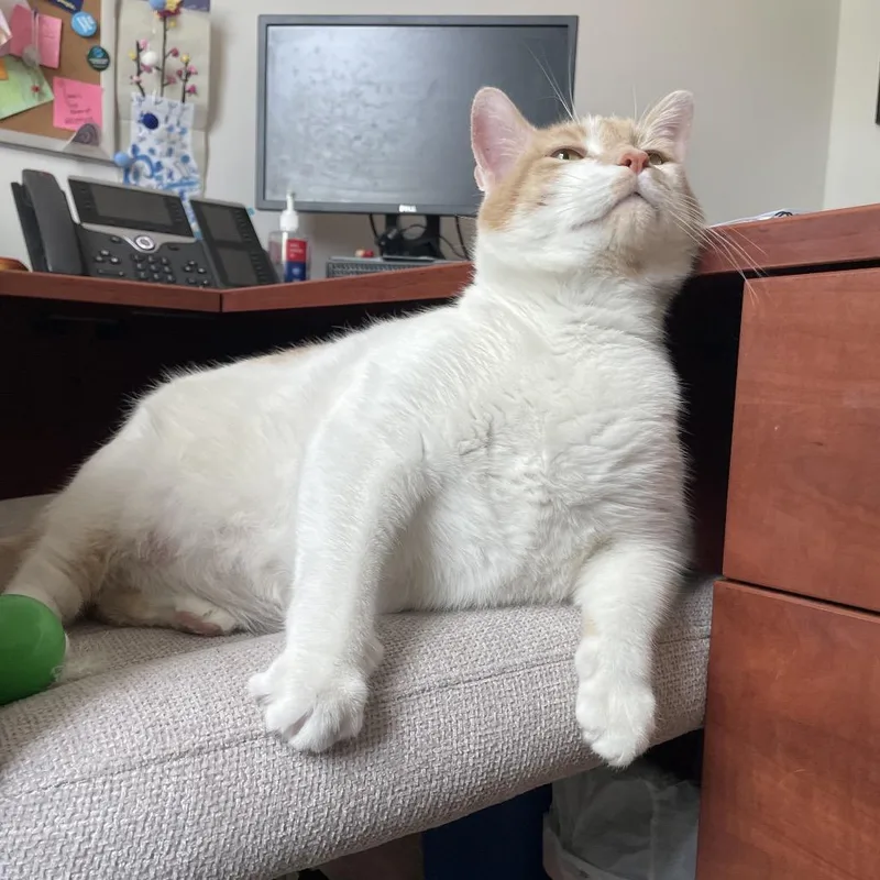 An adult extra large-sized male White Domestic Short Hair cat named Lucky for adoption in Warwick, RI