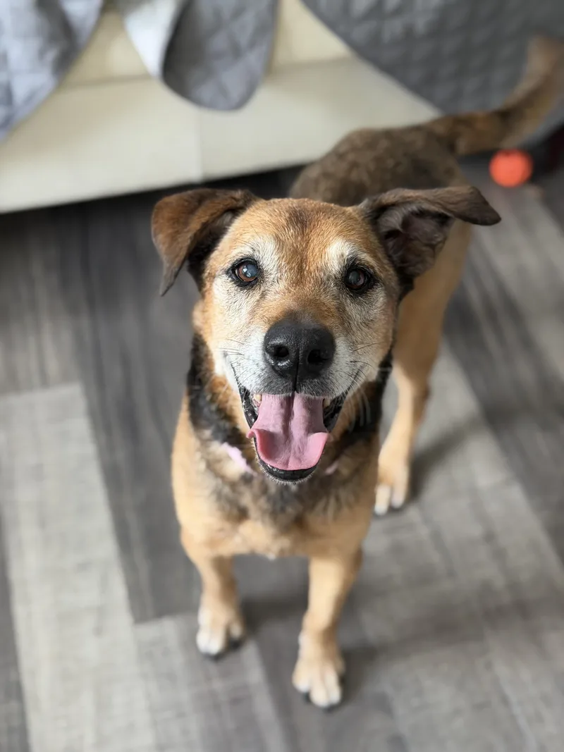 A senior medium-sized female Hound dog named Leni for adoption in Mahwah, NJ