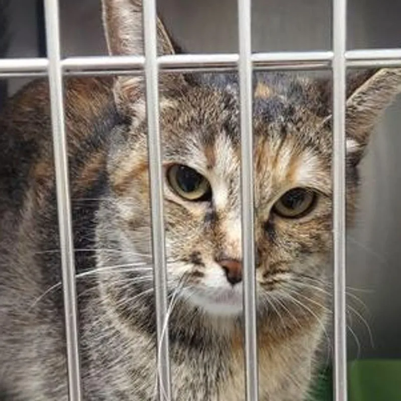 An adult medium-sized female Domestic Short Hair cat named Zara for adoption in Lake Havasu City, AZ