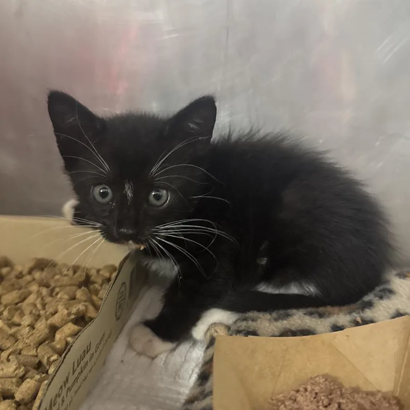 A baby medium-sized female Black & White / Tuxedo Domestic Short Hair cat named Butterscotch for adoption in Lauderhill, FL