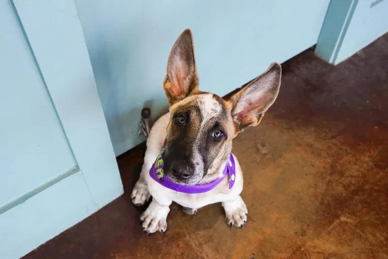 A baby medium-sized male Tricolor (Brown, Black, & White) Australian Cattle Dog / Blue Heeler dog named Frankenweenie for adoption in San Antonio, TX